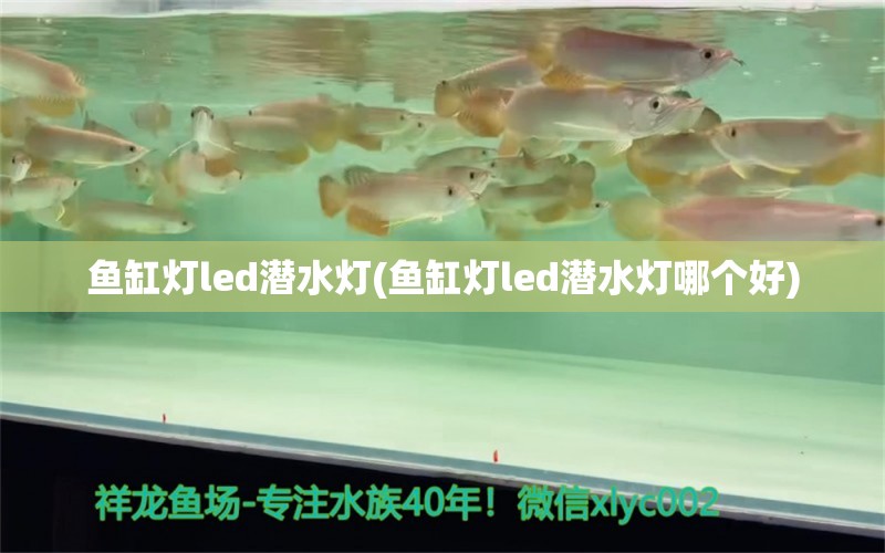 魚缸燈led潛水燈(魚缸燈led潛水燈哪個(gè)好) 粗線銀版魚 第1張