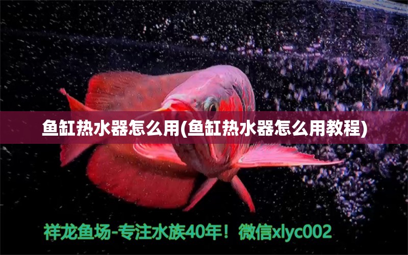 魚缸熱水器怎么用(魚缸熱水器怎么用教程) 白化火箭魚