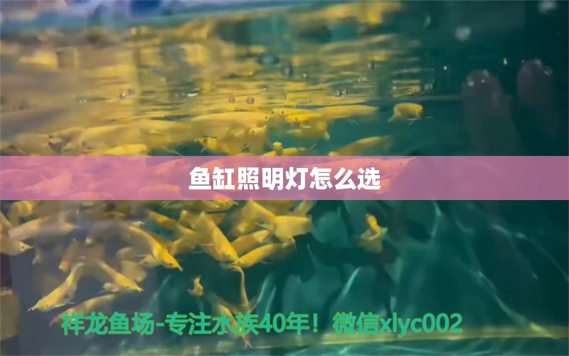 魚缸照明燈怎么選 養(yǎng)魚知識 第1張