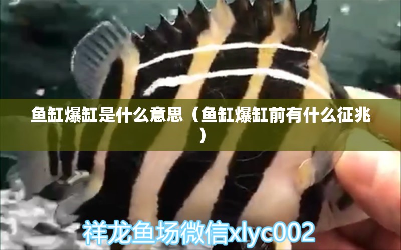 魚缸爆缸是什么意思（魚缸爆缸前有什么征兆）