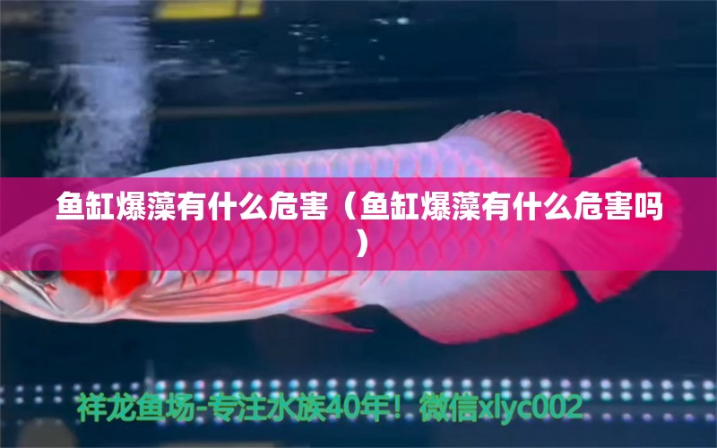 魚缸爆藻有什么危害（魚缸爆藻有什么危害嗎） 觀賞魚市場（混養(yǎng)魚）