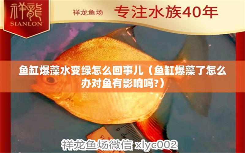 魚缸爆藻水變綠怎么回事兒（魚缸爆藻了怎么辦對魚有影響嗎?） 眼斑魚