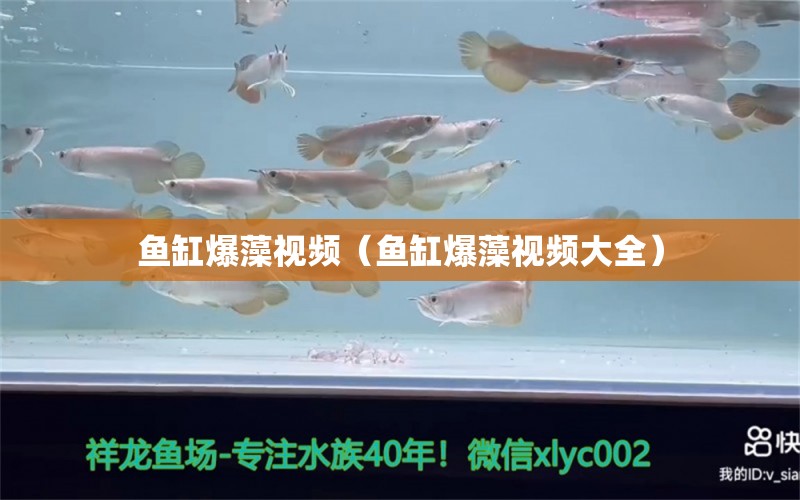 魚缸爆藻視頻（魚缸爆藻視頻大全）