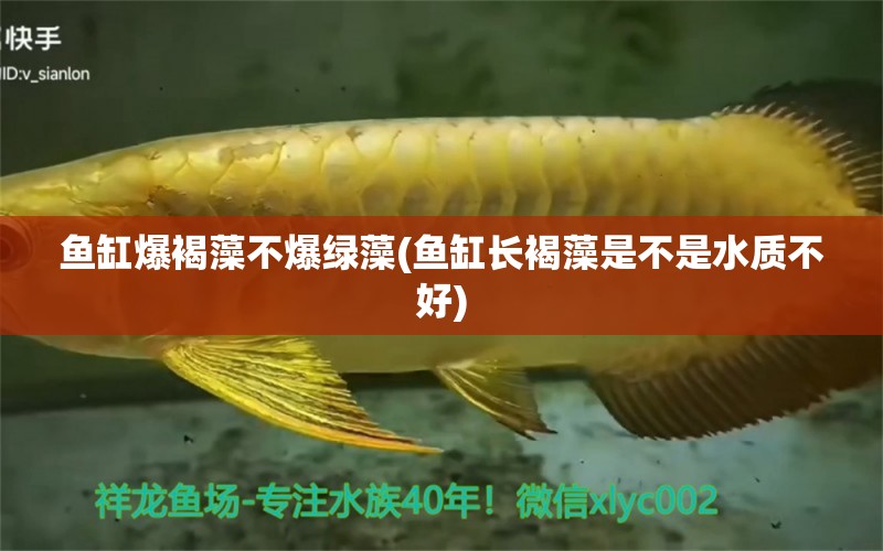 魚缸爆褐藻不爆綠藻(魚缸長(zhǎng)褐藻是不是水質(zhì)不好) 紅尾平克魚