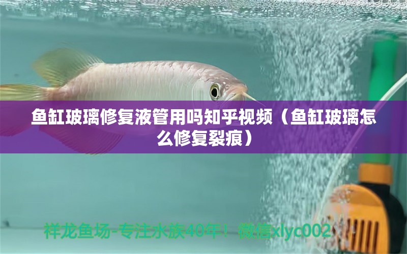 魚缸玻璃修復液管用嗎知乎視頻（魚缸玻璃怎么修復裂痕）