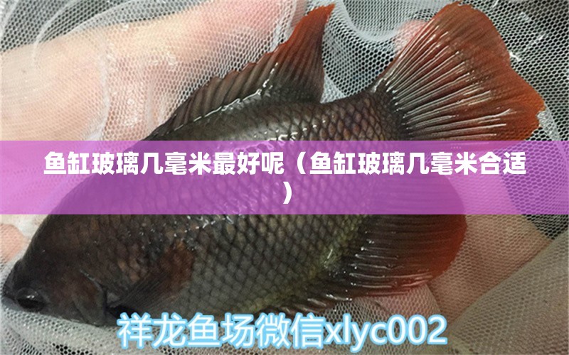 魚缸玻璃幾毫米最好呢（魚缸玻璃幾毫米合適） 黃金夢(mèng)幻雷龍魚