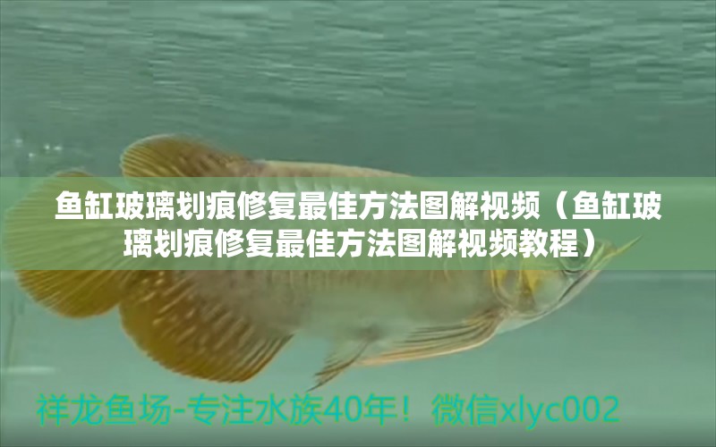 魚缸玻璃劃痕修復(fù)最佳方法圖解視頻（魚缸玻璃劃痕修復(fù)最佳方法圖解視頻教程） 祥龍水族醫(yī)院