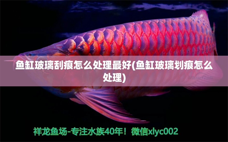 魚缸玻璃刮痕怎么處理最好(魚缸玻璃劃痕怎么處理) 帝王血鉆