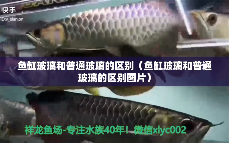 魚(yú)缸玻璃和普通玻璃的區(qū)別（魚(yú)缸玻璃和普通玻璃的區(qū)別圖片）