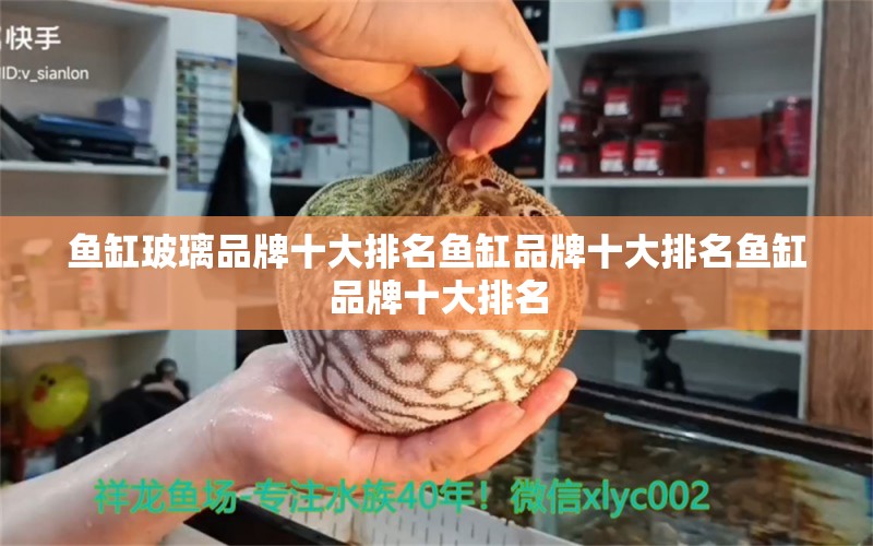 魚缸玻璃品牌十大排名魚缸品牌十大排名魚缸品牌十大排名 祥龍進口元寶鳳凰魚 第1張