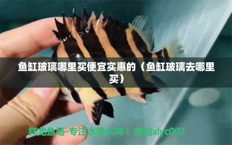 魚缸玻璃哪里買便宜實(shí)惠的（魚缸玻璃去哪里買）