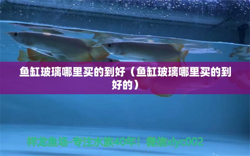 魚缸玻璃哪里買的到好（魚缸玻璃哪里買的到好的） 斑馬狗頭魚