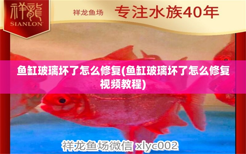 魚缸玻璃壞了怎么修復(fù)(魚缸玻璃壞了怎么修復(fù)視頻教程) 狗狗（犬）