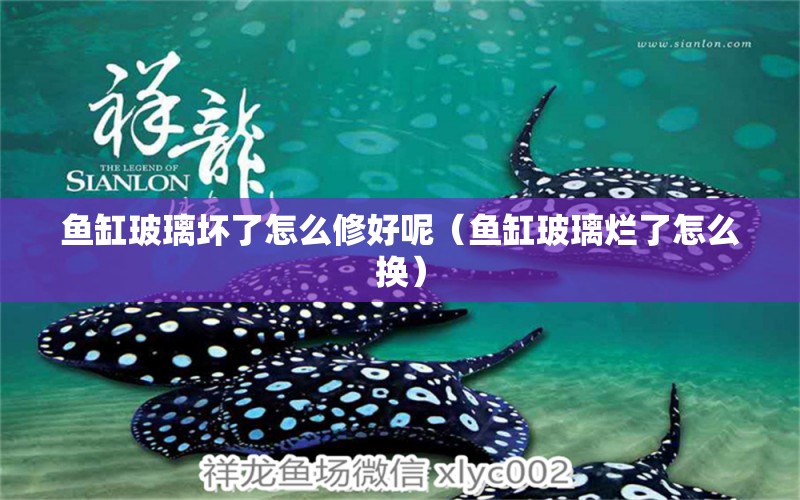 魚(yú)缸玻璃壞了怎么修好呢（魚(yú)缸玻璃爛了怎么換） 巨骨舌魚(yú)