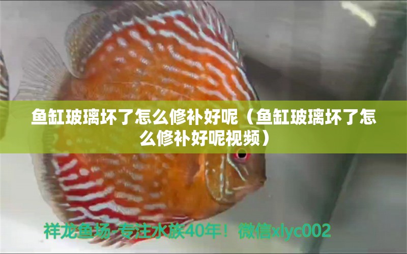 魚缸玻璃壞了怎么修補好呢（魚缸玻璃壞了怎么修補好呢視頻）