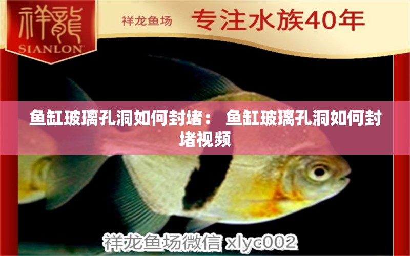 魚缸玻璃孔洞如何封堵： 魚缸玻璃孔洞如何封堵視頻 大日玉鯖魚