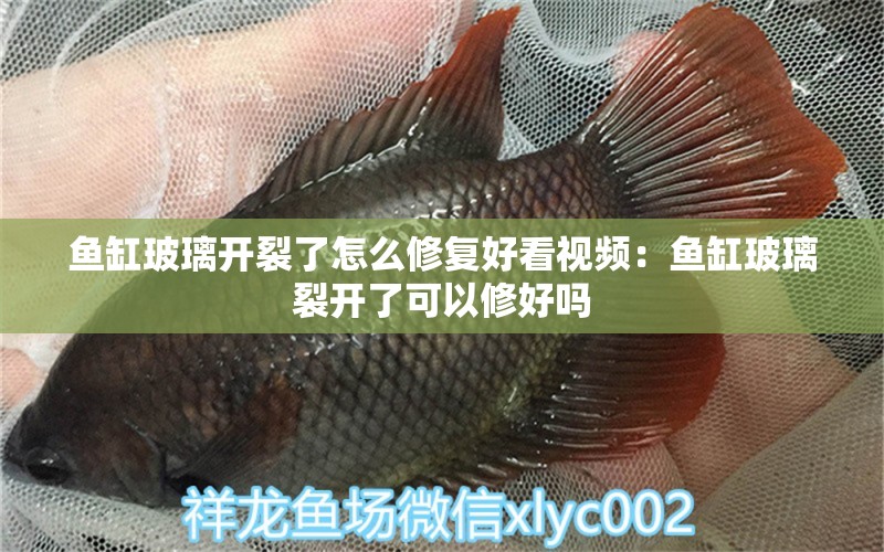 魚缸玻璃開裂了怎么修復(fù)好看視頻：魚缸玻璃裂開了可以修好嗎 廣州水族批發(fā)市場