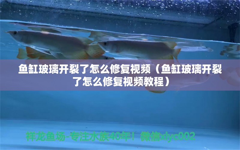 魚缸玻璃開裂了怎么修復視頻（魚缸玻璃開裂了怎么修復視頻教程）