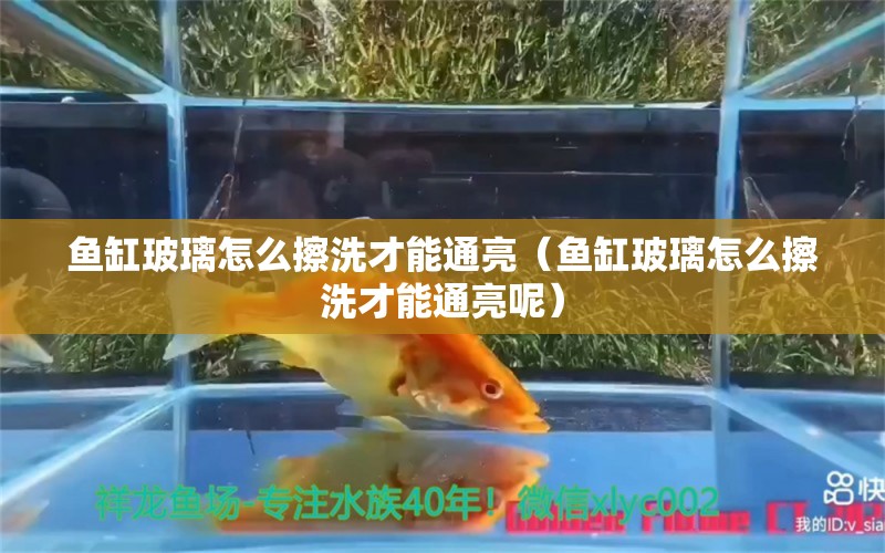 魚缸玻璃怎么擦洗才能通亮（魚缸玻璃怎么擦洗才能通亮呢） 祥龍水族醫(yī)院