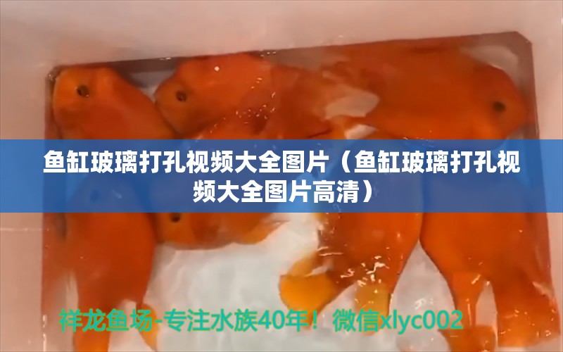 魚缸玻璃打孔視頻大全圖片（魚缸玻璃打孔視頻大全圖片高清） 羽毛刀魚苗