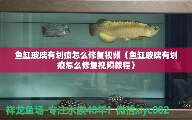 魚缸玻璃有劃痕怎么修復(fù)視頻（魚缸玻璃有劃痕怎么修復(fù)視頻教程）