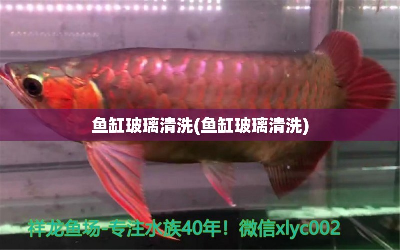 魚缸玻璃清洗(魚缸玻璃清洗) 紅頭利魚