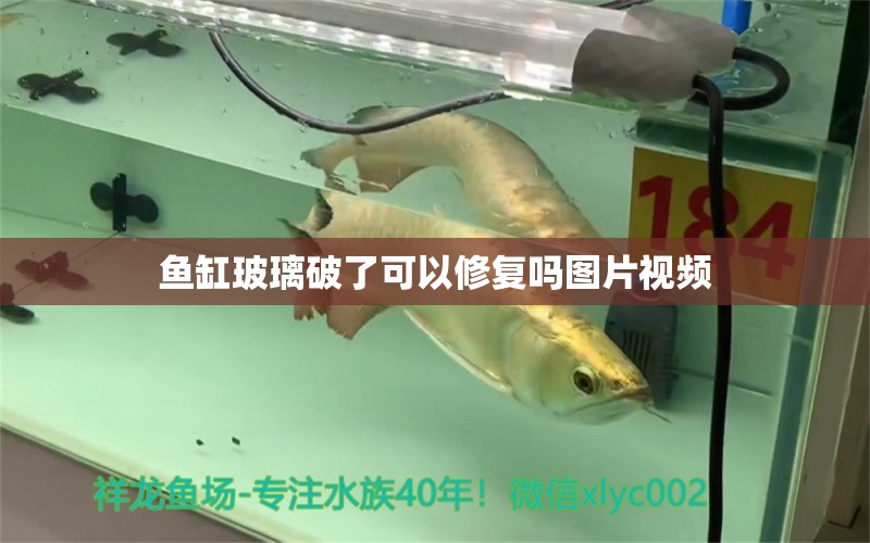 魚缸玻璃破了可以修復(fù)嗎圖片視頻