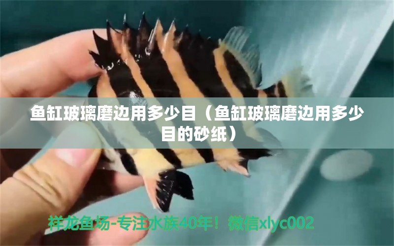 魚(yú)缸玻璃磨邊用多少目（魚(yú)缸玻璃磨邊用多少目的砂紙） 過(guò)背金龍魚(yú)