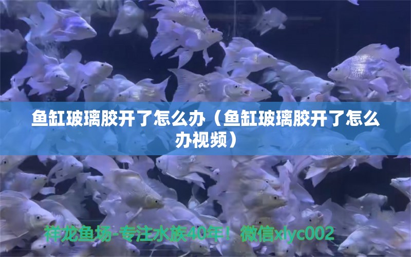 魚缸玻璃膠開了怎么辦（魚缸玻璃膠開了怎么辦視頻）