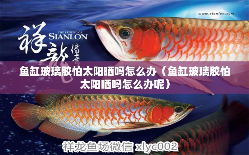 魚缸玻璃膠怕太陽(yáng)曬嗎怎么辦（魚缸玻璃膠怕太陽(yáng)曬嗎怎么辦呢）