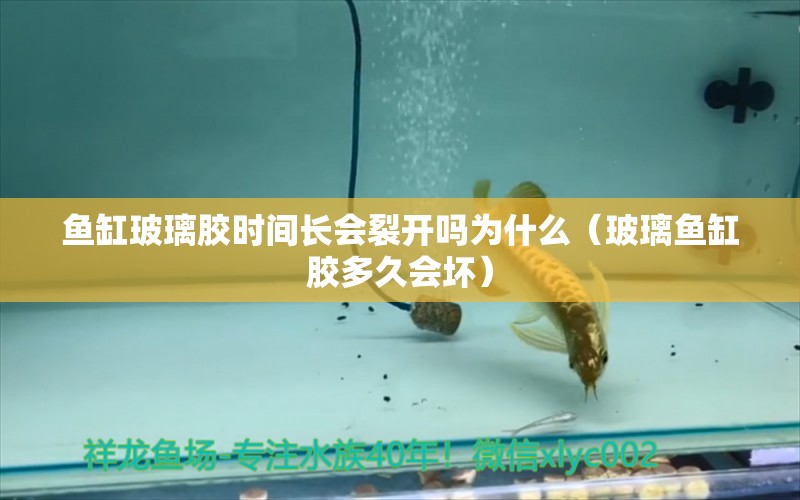 魚(yú)缸玻璃膠時(shí)間長(zhǎng)會(huì)裂開(kāi)嗎為什么（玻璃魚(yú)缸膠多久會(huì)壞）