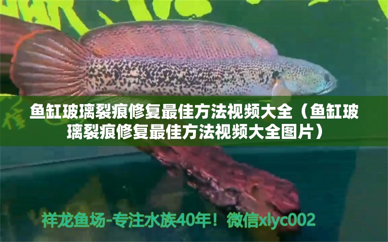 魚(yú)缸玻璃裂痕修復(fù)最佳方法視頻大全（魚(yú)缸玻璃裂痕修復(fù)最佳方法視頻大全圖片） 祥龍水族醫(yī)院