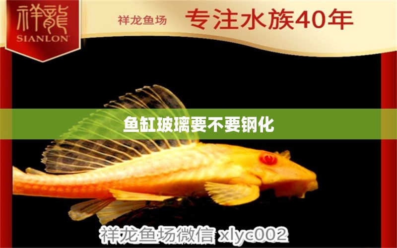 魚缸玻璃要不要鋼化 黃吉金龍（白子金龍魚）