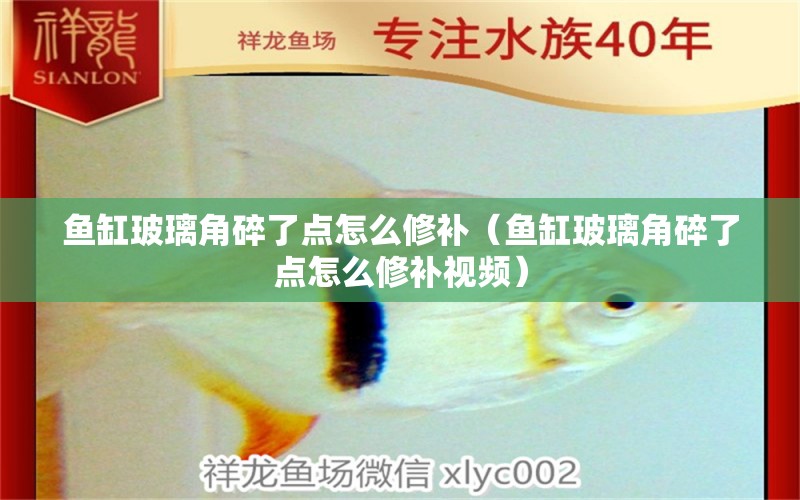 魚缸玻璃角碎了點(diǎn)怎么修補(bǔ)（魚缸玻璃角碎了點(diǎn)怎么修補(bǔ)視頻） 觀賞魚市場（混養(yǎng)魚）