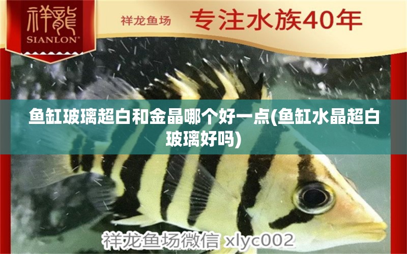 魚缸玻璃超白和金晶哪個好一點(diǎn)(魚缸水晶超白玻璃好嗎) 黑金魟魚