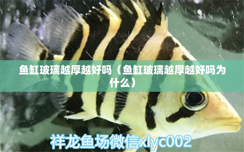 魚缸玻璃越厚越好嗎（魚缸玻璃越厚越好嗎為什么） 黑云魚