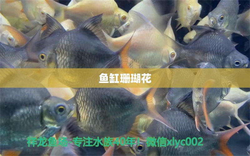 魚缸珊瑚花 廣州水族器材濾材批發(fā)市場