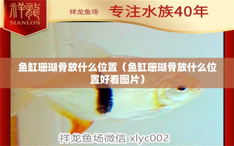 魚缸珊瑚骨放什么位置（魚缸珊瑚骨放什么位置好看圖片） 其他品牌魚缸