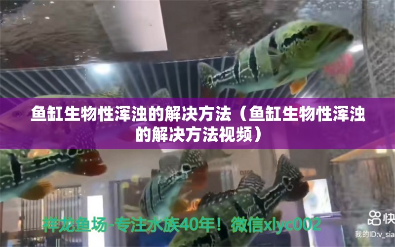 魚缸生物性渾濁的解決方法（魚缸生物性渾濁的解決方法視頻）