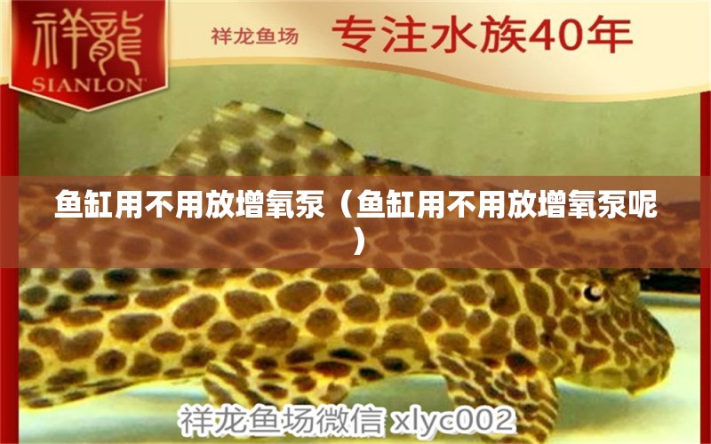 魚(yú)缸用不用放增氧泵（魚(yú)缸用不用放增氧泵呢）