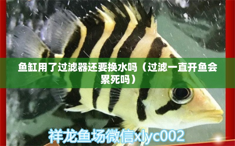 魚缸用了過濾器還要換水嗎（過濾一直開魚會(huì)累死嗎） 祥龍水族醫(yī)院