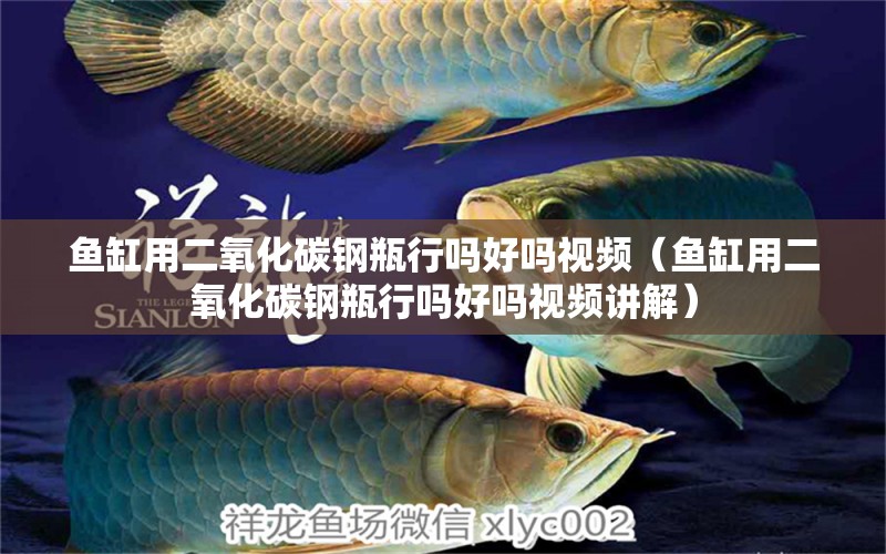 魚缸用二氧化碳鋼瓶行嗎好嗎視頻（魚缸用二氧化碳鋼瓶行嗎好嗎視頻講解）