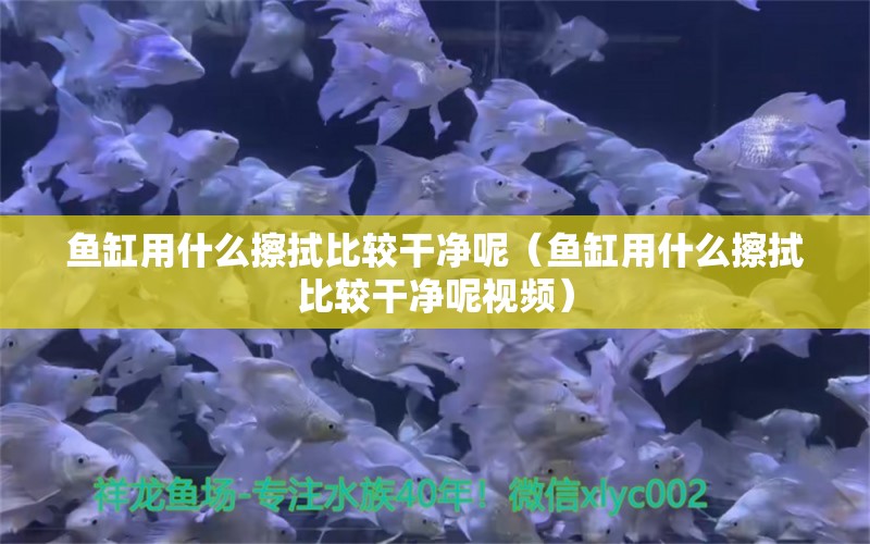 魚缸用什么擦拭比較干凈呢（魚缸用什么擦拭比較干凈呢視頻）