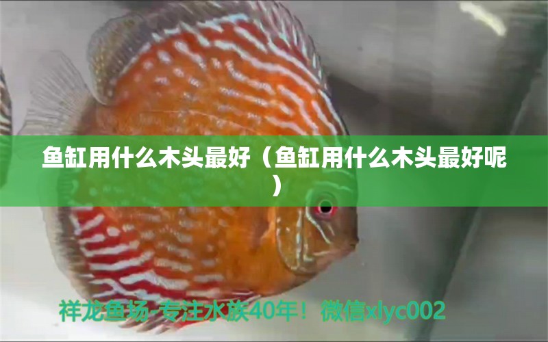 魚缸用什么木頭最好（魚缸用什么木頭最好呢）