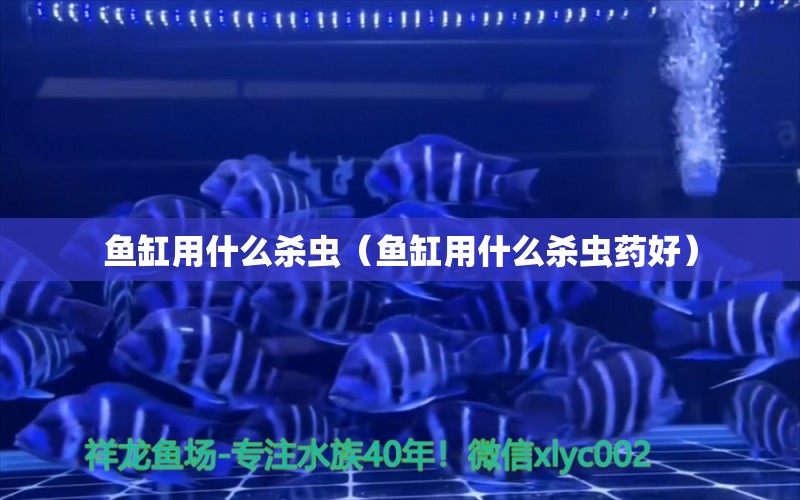 魚缸用什么殺蟲（魚缸用什么殺蟲藥好）