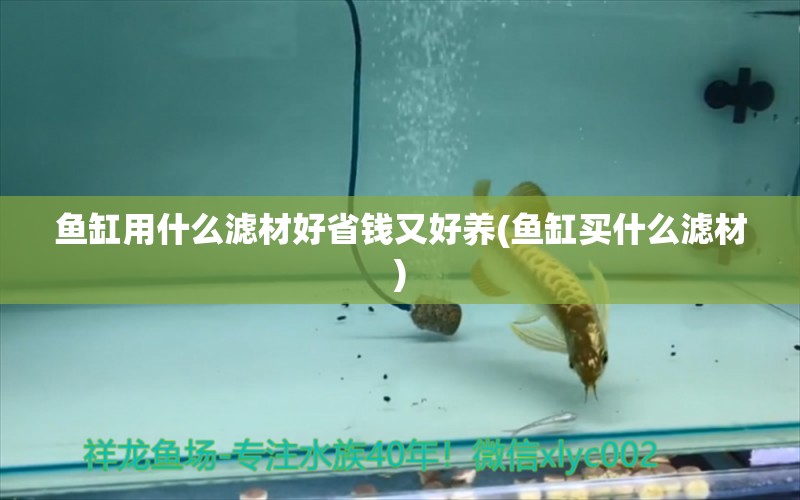 魚缸用什么濾材好省錢又好養(yǎng)(魚缸買什么濾材)