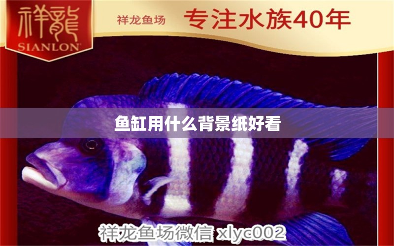 魚缸用什么背景紙好看