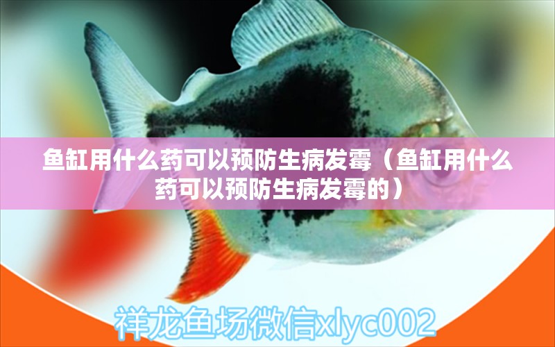 魚(yú)缸用什么藥可以預(yù)防生病發(fā)霉（魚(yú)缸用什么藥可以預(yù)防生病發(fā)霉的）