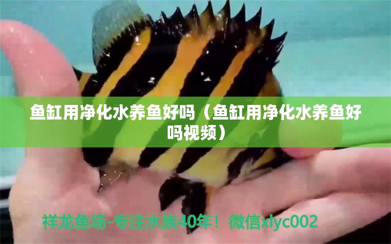 魚缸用凈化水養(yǎng)魚好嗎（魚缸用凈化水養(yǎng)魚好嗎視頻） 圖騰金龍魚