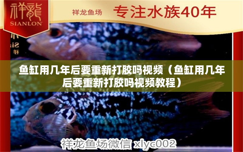 魚缸用幾年后要重新打膠嗎視頻（魚缸用幾年后要重新打膠嗎視頻教程）